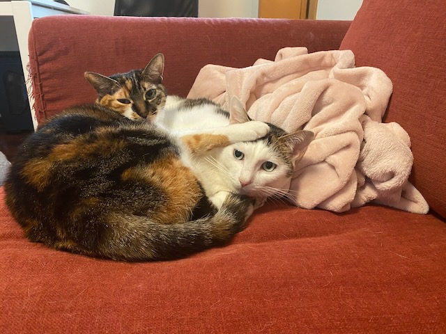 Two cats on the sofa 